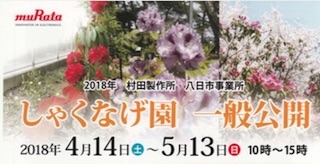 村田製作所八日市事業所のしゃくなげ園一般公開 滋賀県東近江市 能登川地区 故郷の町おこし