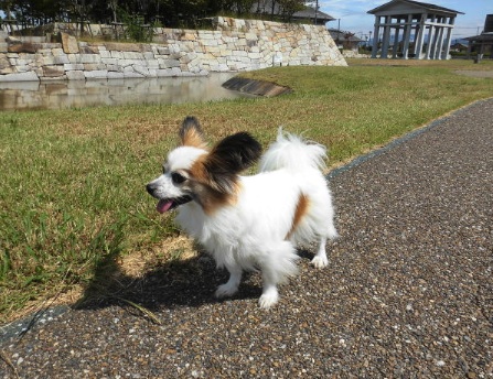 東近江市の愛犬が遊べる公園