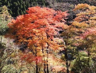 東近江市の紅葉スポット