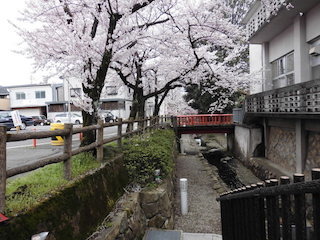 東近江市八日市の清水川の散策路と桜の名所.jpg