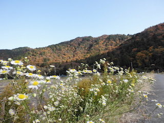 東近江市能登川の繖山の紅葉スポット.jpg
