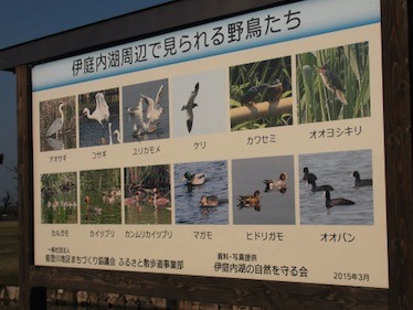 東近江市能登川地区の伊庭内湖の野鳥.jpg