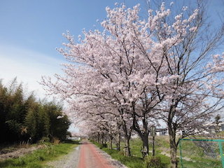 東近江市(五個荘地区)桜並木の名所.jpg