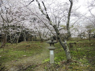 東近江市(能登川地区)満開の桜と灯篭