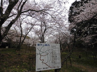 東近江市(能登川地区)猪子山の桜の名所