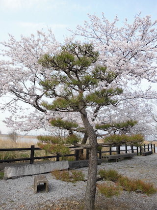 松と桜.jpg