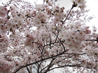 桜と空色のコントラスト