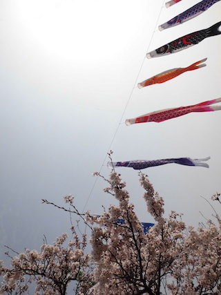 桜と鯉のぼり.jpg