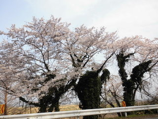 桜の木の幹に緑の葉が生い茂った曽根沼湖岸緑地公園.jpg