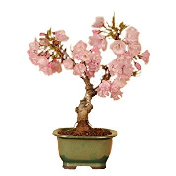 桜の盆栽.jpg