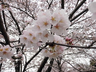 桜の花びら.jpg