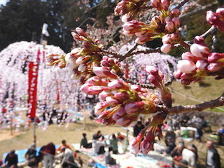 桜の蕾とホイノボリ.jpg