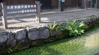 梅花藻.jpg