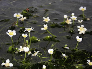 梅花藻は、白く小さな梅の花に似た花を咲かせます。.jpg