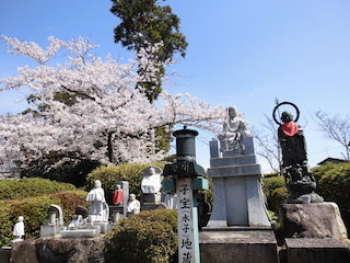 水子地蔵と桜の木.jpg