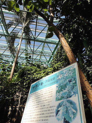 沙羅双樹.jpg