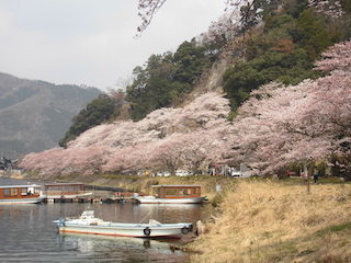 海津大崎の桜.jpg