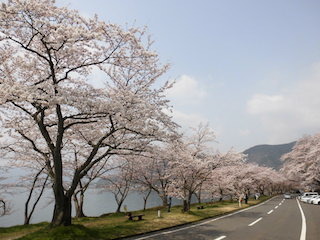 海津大崎の桜並木.jpg