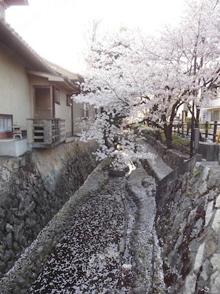 清水川散策路の桜の花びらが舞い落ちた景色.jpg