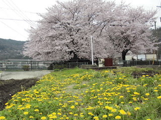 満開の大きな桜と菜の花.jpg