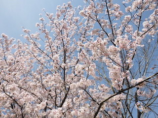 満開の桜の花びら.jpg