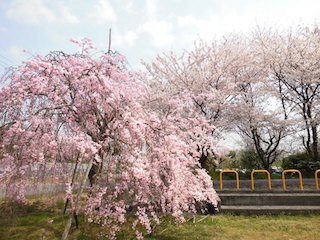 滋賀県五個荘のソメイヨシノとシダレ桜.jpg
