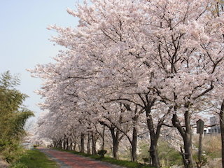 滋賀県東近江市五個荘地区の桜並木.jpg
