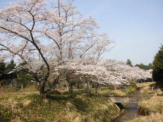 滋賀県東近江市南須田町の須田川に沿いの桜並木.jpg