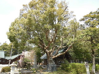 滋賀県護国神社御神木のクスノキ.jpg
