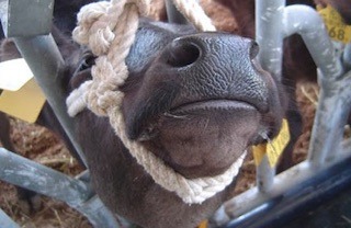 牛の鼻紋.jpg