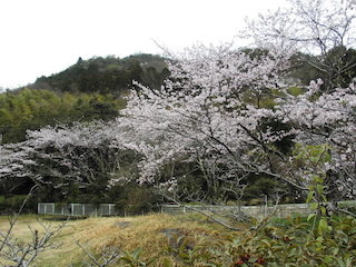 猪子山公園の桜スポット.jpg