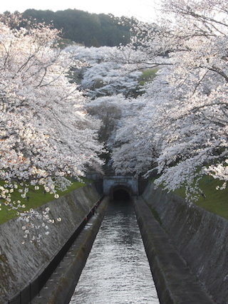 琵琶湖疏水の桜は見頃で満開.jpg