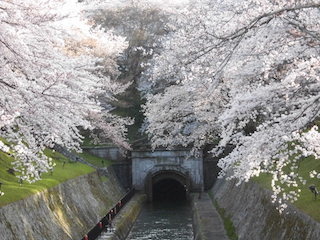 琵琶湖疏水トンネルの桜.jpg