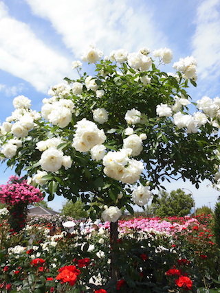 白い薔薇の花.jpg