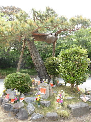盆栽と植木.jpg