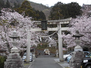 神社の鳥居と桜