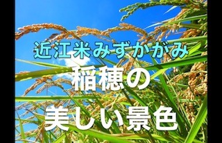 稲穂の美しい景色(近江米みずかがみ).jpg