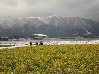 第1なぎさ公園の菜の花畑.jpg