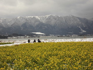 第1なぎさ公園の菜の花畑は滋賀の絶景スポット.jpg