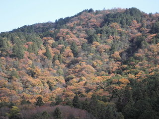 繖山(きぬがさやま)の紅葉景色.jpg