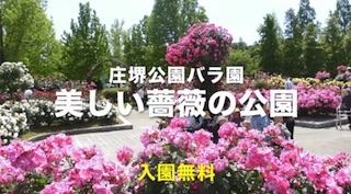 庄堺公園バラ園は 入場無料の関西 滋賀の薔薇公園です 滋賀県東近江市 能登川地区 故郷の町おこし