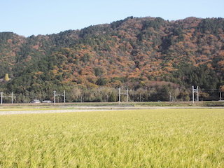 能登川の田園風景と紅葉名所.jpg