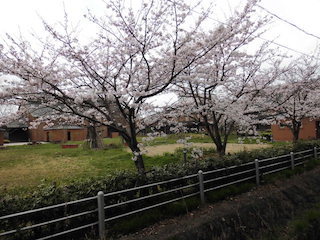 能登川図書館・能登川博物館と桜