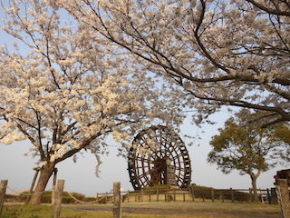 能登川水車と桜公園.jpg