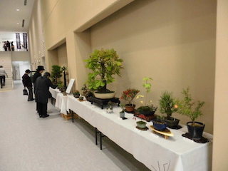 能登川盆栽同好会の盆栽