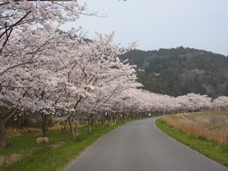 荒神山公園の桜.jpg