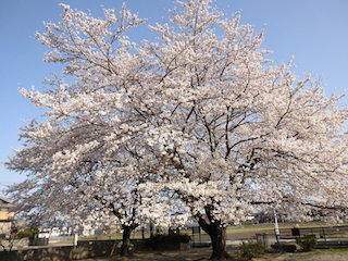 蛭子神社跡の一本桜は滋賀県の大桜.jpg