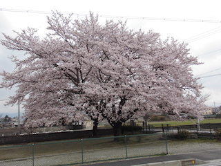 蛭子神社跡の大きな桜.jpg