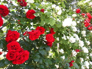 赤い薔薇と白いバラ紅白の薔薇.jpg