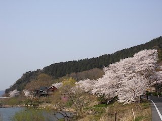 近江八幡市のシャーレ水ヶ浜と桜.jpg